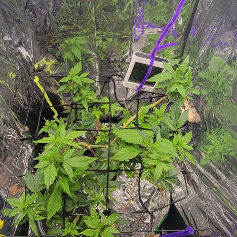 Sky OG. growlog timeline photo
