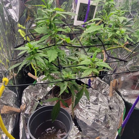 Sky OG. growlog timeline photo