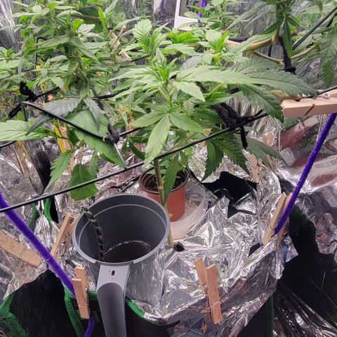 Sky OG. growlog timeline photo