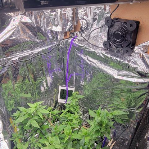 Sky OG. growlog timeline photo