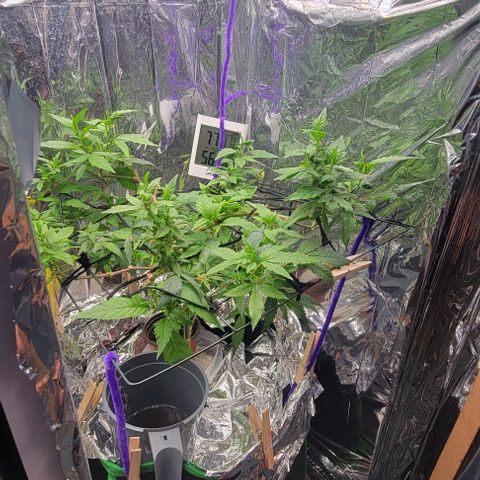 Sky OG. growlog timeline photo