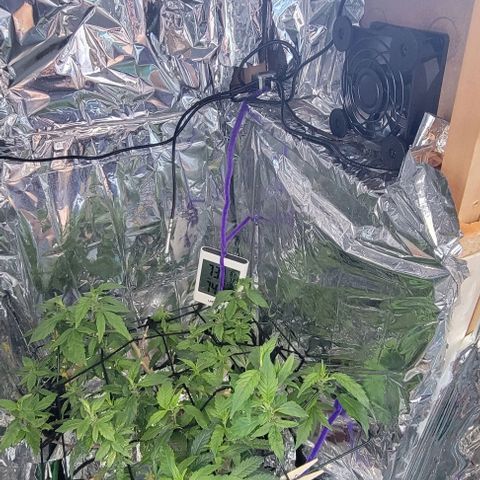 Sky OG. growlog photo: Got the new temp control switch. I habe set the temp to 82 degrees to he the highest in the tent before the fans switch on to keep the tent cool. Then it will shut off once temperature reaches 3 degrees below the set temp, in this case once the temp reaches 79 degrees, then fans will shut off. Will monitor over the next few days. 
