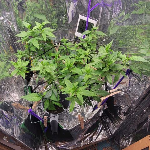 Sky OG. growlog timeline photo
