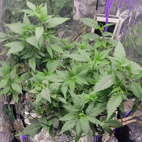 Sky OG. growlog timeline photo