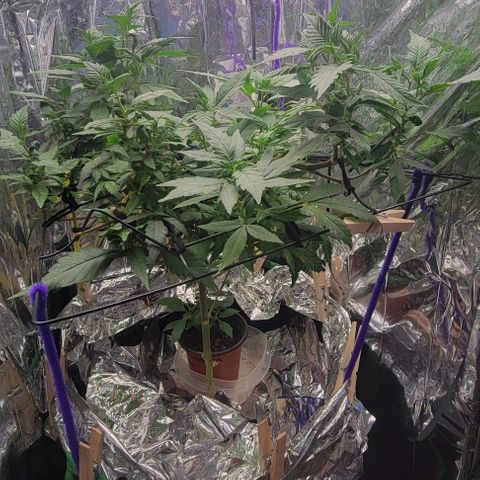 Sky OG. growlog timeline photo