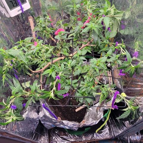 Sky OG. growlog timeline photo