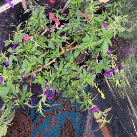 Sky OG. growlog timeline photo