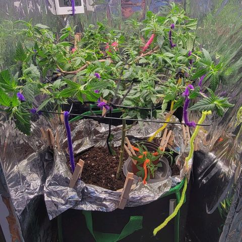 Sky OG. growlog timeline photo