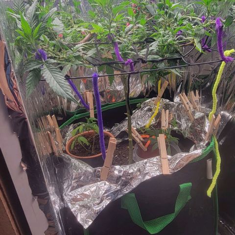 Sky OG. growlog photo: After some additoonal LST yesterday, the tops are all facing up towards the loght!, First day of 12/12 cycle too! 