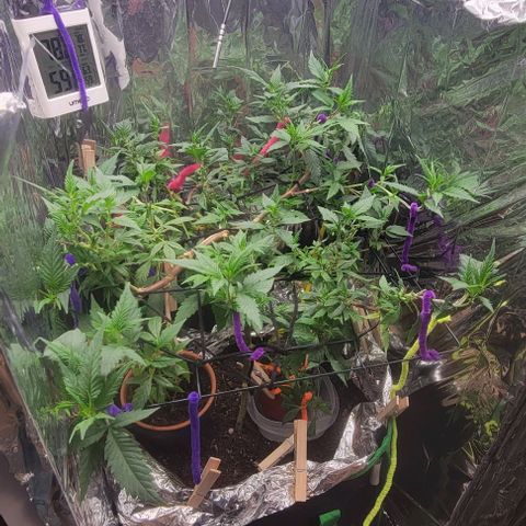 Sky OG. growlog photo: After some additoonal LST yesterday, the tops are all facing up towards the loght!, First day of 12/12 cycle too! 