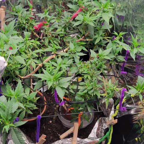 Sky OG. growlog photo: After some additoonal LST yesterday, the tops are all facing up towards the loght!, First day of 12/12 cycle too! 