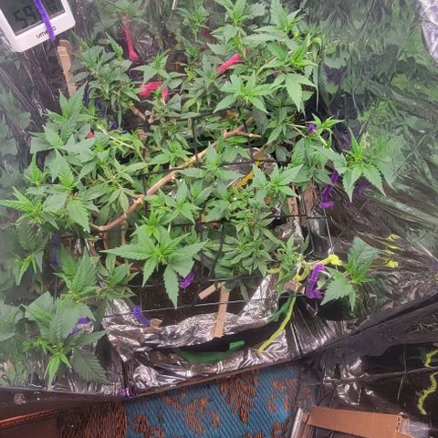Sky OG. growlog photo: After some additoonal LST yesterday, the tops are all facing up towards the loght!, First day of 12/12 cycle too! 