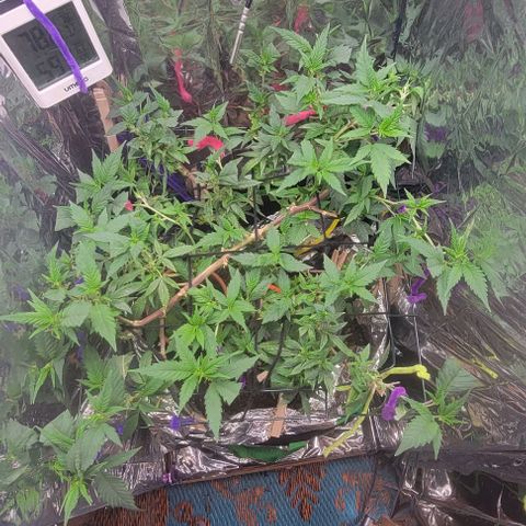Sky OG. growlog photo: After some additoonal LST yesterday, the tops are all facing up towards the loght!, First day of 12/12 cycle too! 