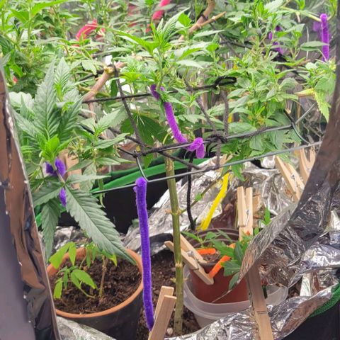 Sky OG. growlog photo: After some additoonal LST yesterday, the tops are all facing up towards the loght!, First day of 12/12 cycle too! 