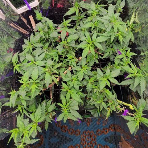 Sky OG. growlog photo: She is filling out the space very nicely. 