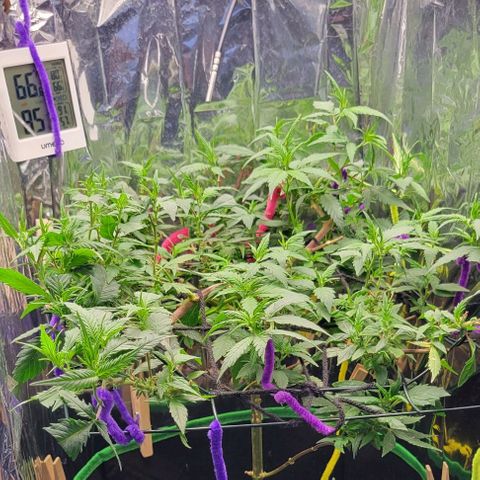 Sky OG. growlog photo: She is filling out the space very nicely. 