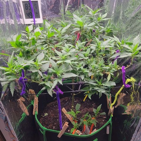 Sky OG. growlog photo: Gonna need that second layer of netting to level out the top canopy again. She is flowering nicely and filling out the tent. 