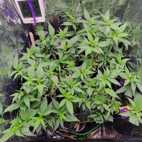 Sky OG. growlog photo: Gonna need that second layer of netting to level out the top canopy again. She is flowering nicely and filling out the tent. 