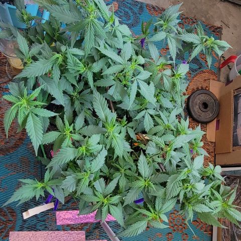 Sky OG. growlog photo: Before the trim and second layer of netting. She tends to get bushy quickly! 