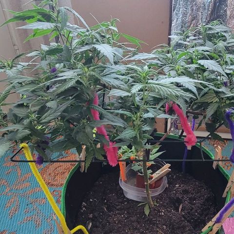 Sky OG. growlog photo: Before the trim and second layer of netting. She tends to get bushy quickly! 