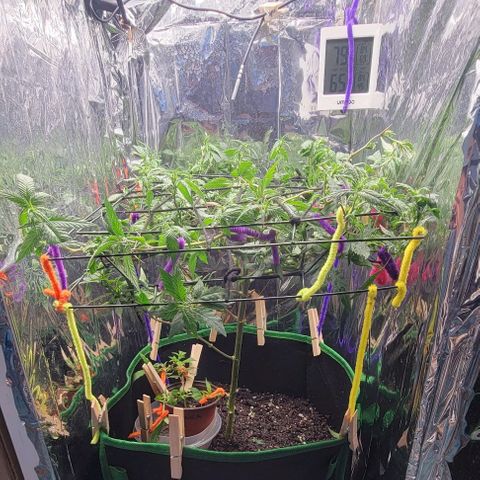 Sky OG. growlog photo: Trimmed and Second layer of netting is on! You can see all the pre flowers exposed to the light. 