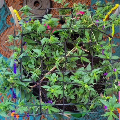 Sky OG. growlog photo: Trimmed and Second layer of netting is on! You can see all the pre flowers exposed to the light. 