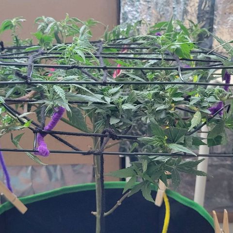 Sky OG. growlog photo: Trimmed and Second layer of netting is on! You can see all the pre flowers exposed to the light. 