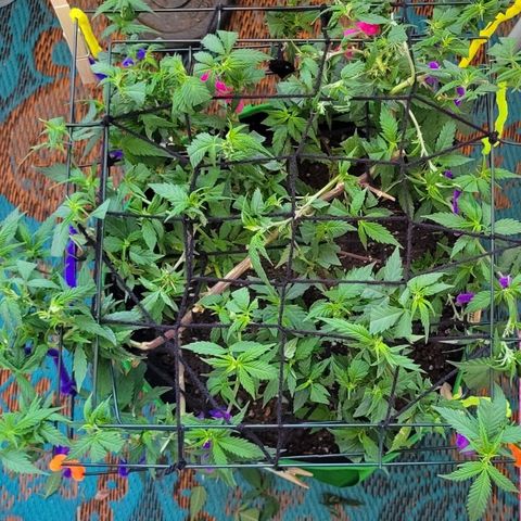Sky OG. growlog photo: Trimmed and Second layer of netting is on! You can see all the pre flowers exposed to the light. 