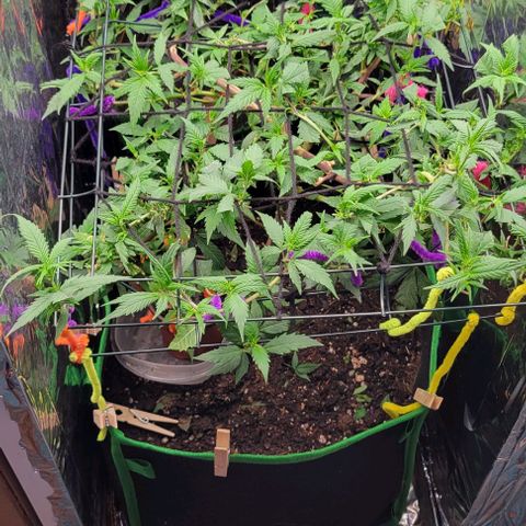 Sky OG. growlog photo: Day after the second netting and all tops ate facing the light. Light is getting everything evenly so far as long as I keep up with the new growth and adjust the branches down as needed. 