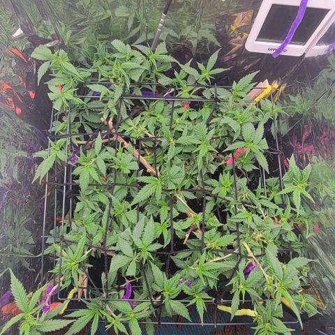 Sky OG. growlog photo: Day after the second netting and all tops ate facing the light. Light is getting everything evenly so far as long as I keep up with the new growth and adjust the branches down as needed. 