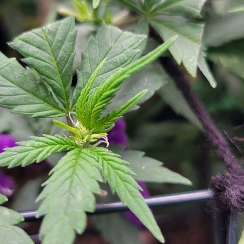 Sky OG. growlog photo: First signs of pistils/ Kola forming 