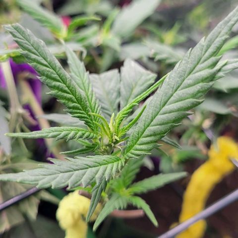 Sky OG. growlog photo: First signs of pistils/ Kola forming 