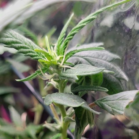 Sky OG. growlog photo: First signs of pistils/ Kola forming 