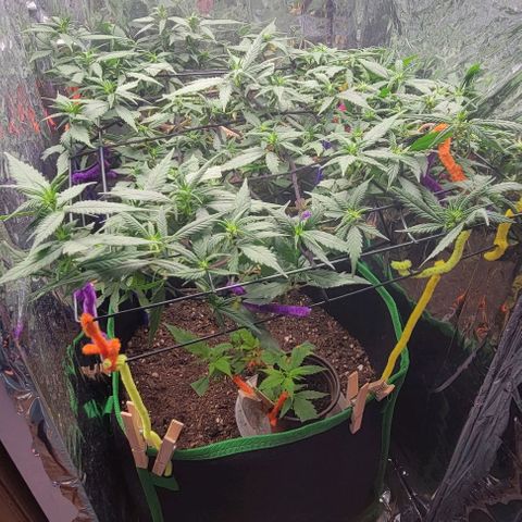 Sky OG. growlog timeline photo