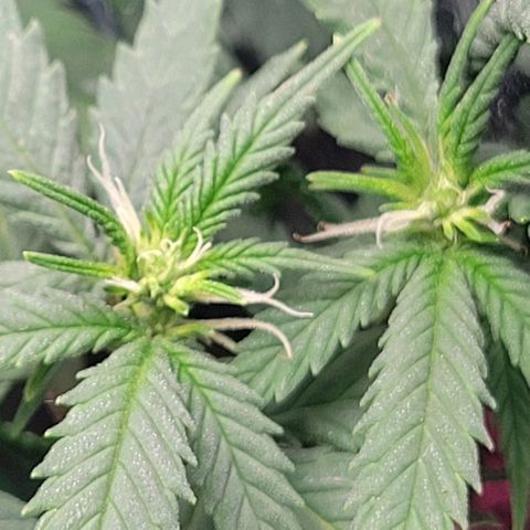 Sky OG. growlog timeline photo