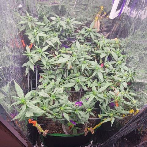 Sky OG. growlog timeline photo