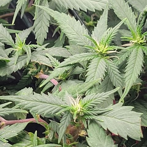 Sky OG. growlog timeline photo