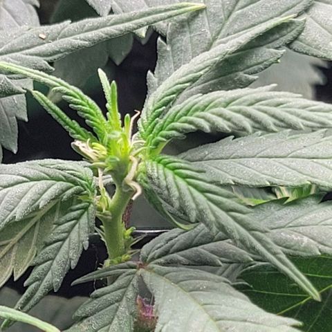 Sky OG. growlog timeline photo