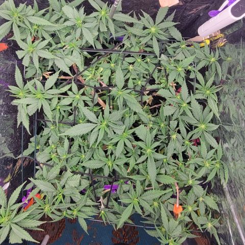 Sky OG. growlog timeline photo