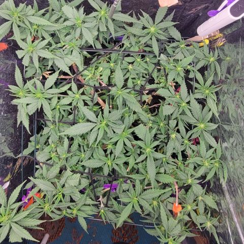 Sky OG. growlog timeline photo