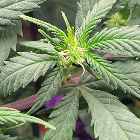 Sky OG. growlog timeline photo