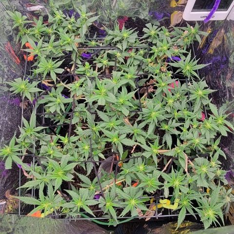 Sky OG. growlog timeline photo