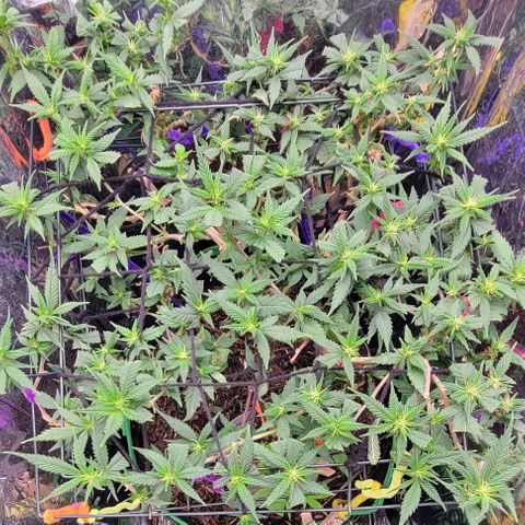 Sky OG. growlog timeline photo