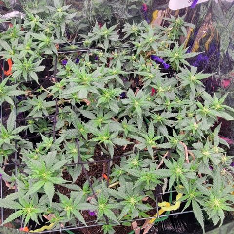 Sky OG. growlog photo: Really hoping I can get bigger buds this second round 🙏.  For now, just taking really good care of her and time will show. 