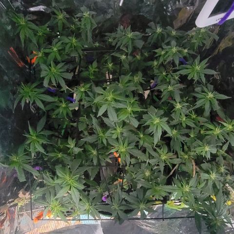 Sky OG. growlog photo: Really hoping I can get bigger buds this second round 🙏.  For now, just taking really good care of her and time will show. 