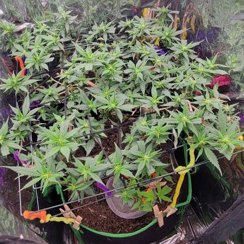 Sky OG. growlog photo: Really hoping I can get bigger buds this second round 🙏.  For now, just taking really good care of her and time will show. 