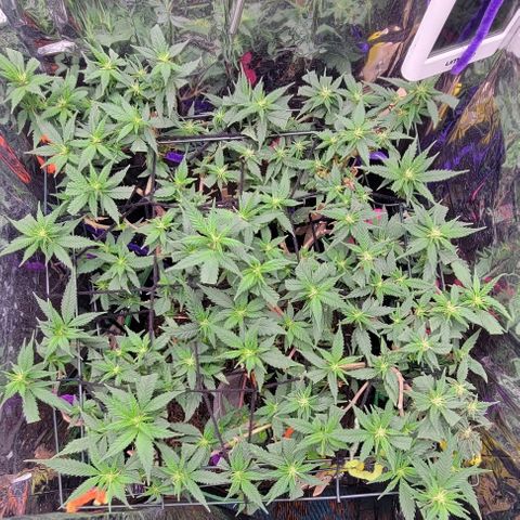 Sky OG. growlog photo: Really hoping I can get bigger buds this second round 🙏.  For now, just taking really good care of her and time will show. 