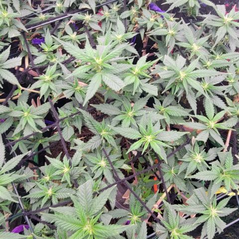 Sky OG. growlog timeline photo