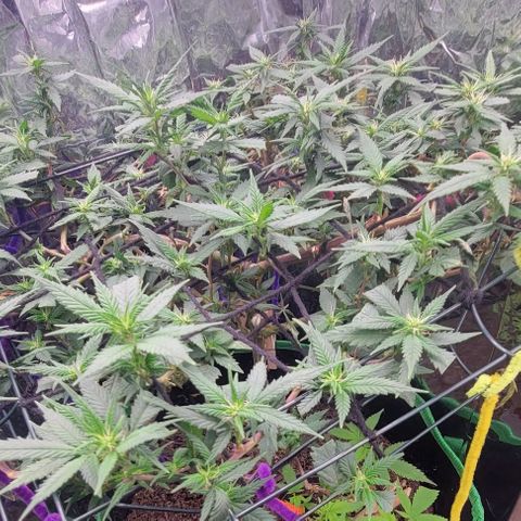 Sky OG. growlog timeline photo