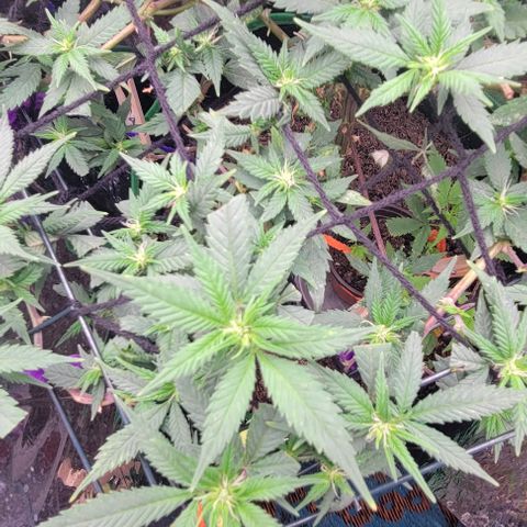 Sky OG. growlog timeline photo